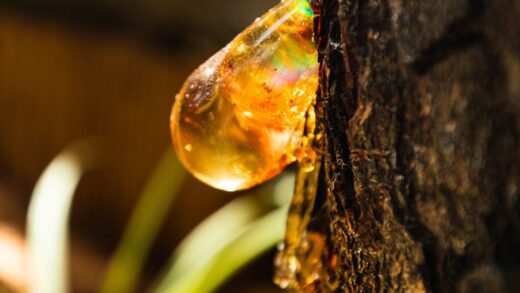 Jak powstaje bursztyn: proste wyjaśnienie geologii dla dorosłych i dzieci