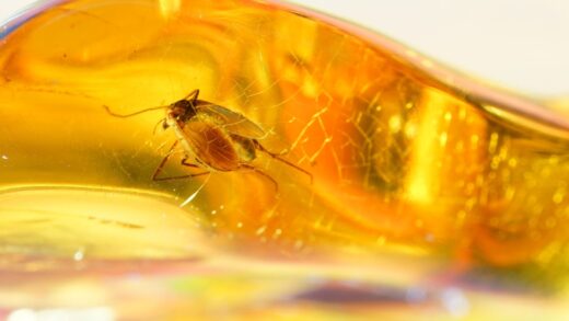 co robić gdy bursztyn zmatowieje